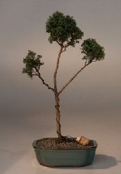 Blue Moss Cypress Pom-Pom Bonsai Tree<br><i>(chamecyparis 'glauca minima')</i>