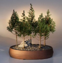 Eastern White Cedar <br>Five Bonsai Tree Forest Group<br><i>(chamecyparis thoides andelensis 