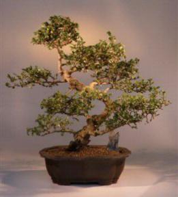 Fukien Tea Bonsai Tree<br><i>(carmona)</i>