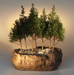 Eastern White Cedar <br>Seven Bonsai Tree Forest Group<br><i>(chamecyparis thoides andelensis 