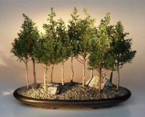 Eastern White Cedar <br>Eleven Bonsai Tree Forest Group<br><i>(chamecyparis thoides andelensis 