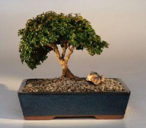 Japanese Kingsville Boxwood Bonsai Tree<br><i>(buxus microphylla compacta)</i>