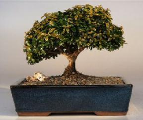 Japanese Kingsville Boxwood Bonsai Tree<br><i>(buxus microphylla compacta)</i>