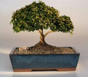 Japanese Kingsville Boxwood Bonsai Tree<br><i>(buxus microphylla compacta)</i>