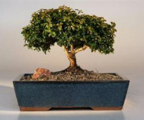 Japanese Kingsville Boxwood Bonsai Tree<br><i>(buxus microphylla compacta)</i>