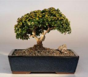 Japanese Kingsville Boxwood Bonsai Tree<br><i>(buxus microphylla compacta)</i>