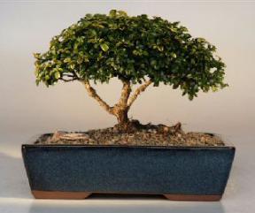 Japanese Kingsville Boxwood Bonsai Tree<br><i>(buxus microphylla compacta)</i>