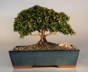 Japanese Kingsville Boxwood Bonsai Tree<br><i>(buxus microphylla compacta)</i>