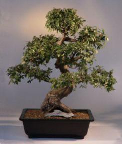 Chinese Elm Bonsai Tree<br><i>(ulmus parvifolia)</i>