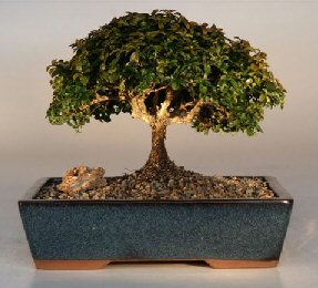 Japanese Kingsville Boxwood Bonsai Tree<br><i>(buxus microphylla compacta)</i>