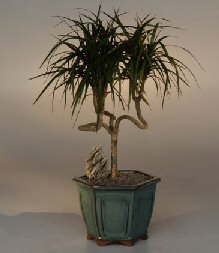 Dracena Bonsai Tree - Candelabra Style<br><i>(dracena marginata )      