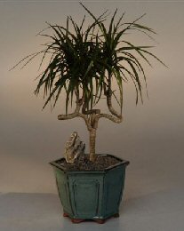 Dracena Bonsai Tree - Candelabra Style<br><i>(dracena marginata )      