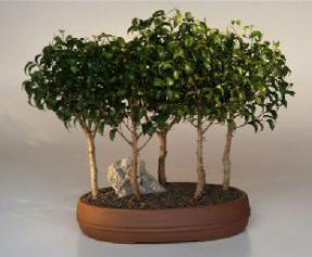 Ficus Bonsai Tree - 5 Tree Forest Group<br><i>(ficus benjamina 'too little')</i><br>