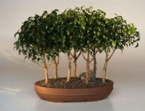 Ficus Bonsai Tree - 7 Tree Forest Group<br><i>(ficus benjamina 'too little')</i><br>