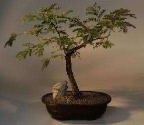 Tamarind  Bonsai Tree<br><i>(tamarindus indica)</i>