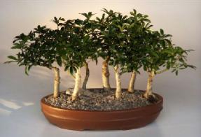 Hawaiian Umbrella Bonsai Tree - 7 Tree Forest Group<br><i>(arboricola schefflera)</i>