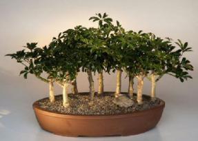 Hawaiian Umbrella Bonsai Tree - 9 Tree Forest Group<br><i>(arboricola schefflera)</i>