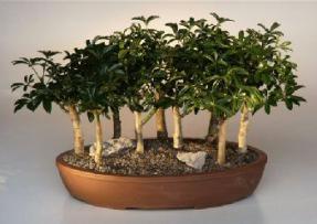 Hawaiian Umbrella Bonsai Tree - 9 Tree Forest Group<br><i>(arboricola schefflera)</i>