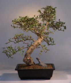 Fukien Tea Bonsai Tree<br><i>(carmona)</i>