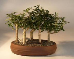 Hawaiian Umbrella Bonsai Tree - 5 Tree Forest Group<br><i>(arboricola schefflera)</i>