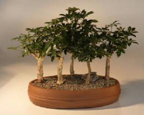 Hawaiian Umbrella Bonsai Tree - 5 Tree Forest Group<br><i>(arboricola schefflera)</i>