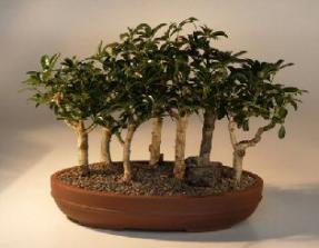 Hawaiian Umbrella Bonsai Tree - 7 Tree Forest Group<br><i>(arboricola schefflera)</i>