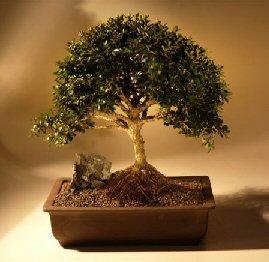 Japanese Boxwood  Bonsai Tree<br><i>(buxus microphylla)</i>