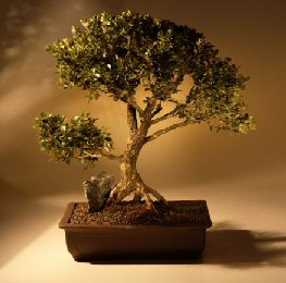 Japanese Boxwood  Bonsai Tree<br><i>(buxus microphylla)</i>