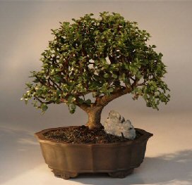 Baby Jade  Bonsai Tree<br><i>(portulacaria afra)</i>