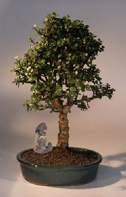 Baby Jade  Bonsai Tree<br><i>(portulacaria afra)</i>