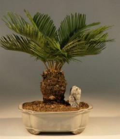 Sago Palm Bonsai Tree - 17