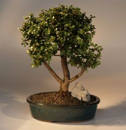 Baby Jade  Bonsai Tree<br><i>(portulacaria afra)</i>