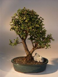 Baby Jade  Bonsai Tree<br><i>(portulacaria afra)</i>