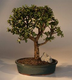 Baby Jade  Bonsai Tree<br><i>(portulacaria afra)</i>