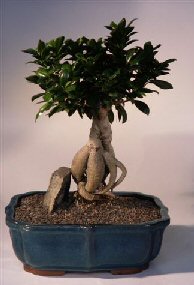 Ginseng Ficus Bonsai Tree<br><i>(ficus retusa)</i>