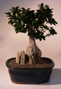 Ginseng Ficus Bonsai Tree<br><i>(ficus retusa)</i>