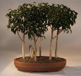 Ficus Bonsai Tree - 5 Tree Forest Group<br><i>(ficus benjamina 'too little')</i><br>