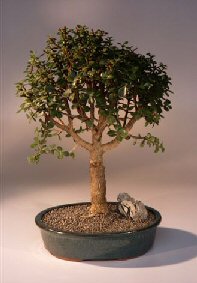 Baby Jade  Bonsai Tree<br><i>(Portulacaria Afra)</i>