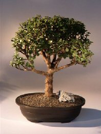 Baby Jade  Bonsai Tree<br><i>(Portulacaria Afra)</i>