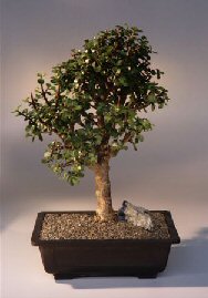 Baby Jade  Bonsai Tree<br><i>(Portulacaria Afra)</i>