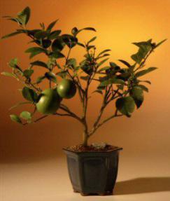 Lemon Bonsai Tree-17