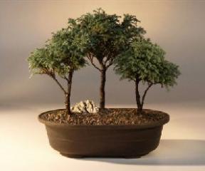 Blue Moss Cypress Bonsai ThreeTree Forest Groupbr><i>Chamecyparis 