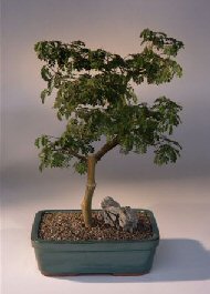 Brazilian Raintree Bonsai Tree <br><i>(pithecellobium tortum)</i>