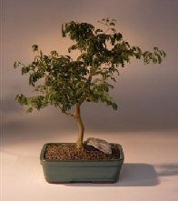 Brazilian Raintree Bonsai Tree <br><i>(pithecellobium tortum)</i>