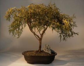 Gold Thread Cypress Bonsai Tree<br><i>(chamaecyparis pisifera 'aura nana')</i>