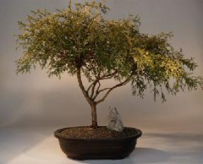 Gold Thread Cypress Bonsai Tree<br><i>(chamaecyparis pisifera 'aura nana')</i>