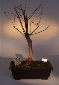 Bald Cypress Bonsai Tree<br><i>(taxodium distichum)</i>