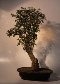 Trident Maple Bonsai Tree<br><i>(acer buergerianum)</i>