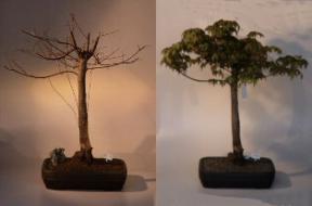 Japanese Green Maple Bonsai Tree<br><i>(acer palmatum)</i>