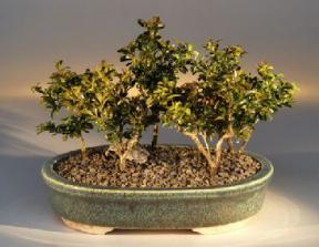 Japanese Kingsville Boxwood  Bonsai Tree  - Five Tree Forest Group<br><i>(buxus microphylla 'compacta')</i>